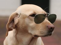 stylish-funny-dog.jpg