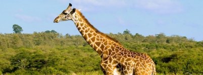 facts_giraffes_200-535x200.jpg