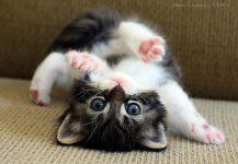 cute-baby-animals-2-2.jpg