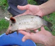 pigfish-fake.jpg