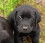 14-black-labrador-retriever-puppy-linda-arndt.jpg