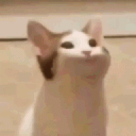 Dqob