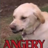 MemesAreDreams