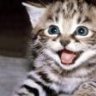 John Meow