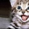 Your pet cat