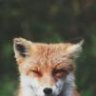 LUSKEUS
