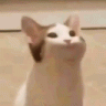 Dqob