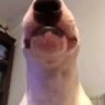 doglet