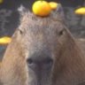 MangoOnHead