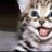 Your pet cat