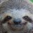 Aggressive Sloth